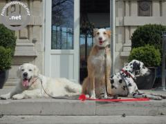 Bep's B & B for dogs