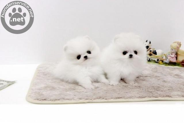 Opknappen verschil Melodieus Honden te koop | Pomeranian Puppy Met Stamboom