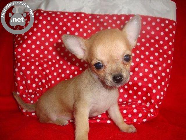te koop | Chihuahua pups te koop