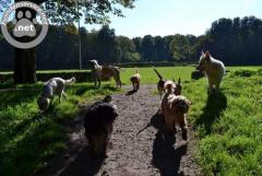 Honden uitlaatservice Amstelveen ter overname